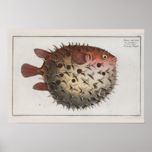 Retro Vintage Cute Puffer Fish Zoological Teckning Poster