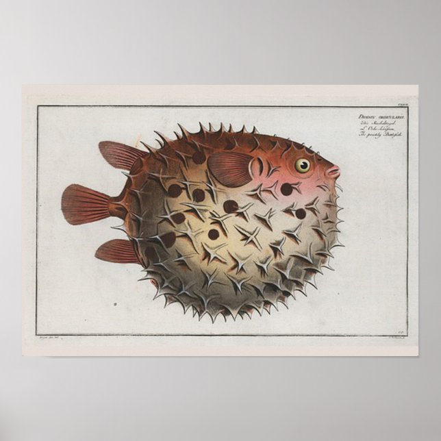 Retro Vintage Cute Puffer Fish Zoological Teckning Poster (Framsidan)