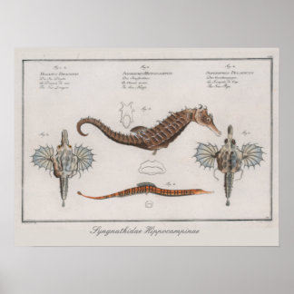 Retro Vintage Zoological Seahorse Teckning Poster