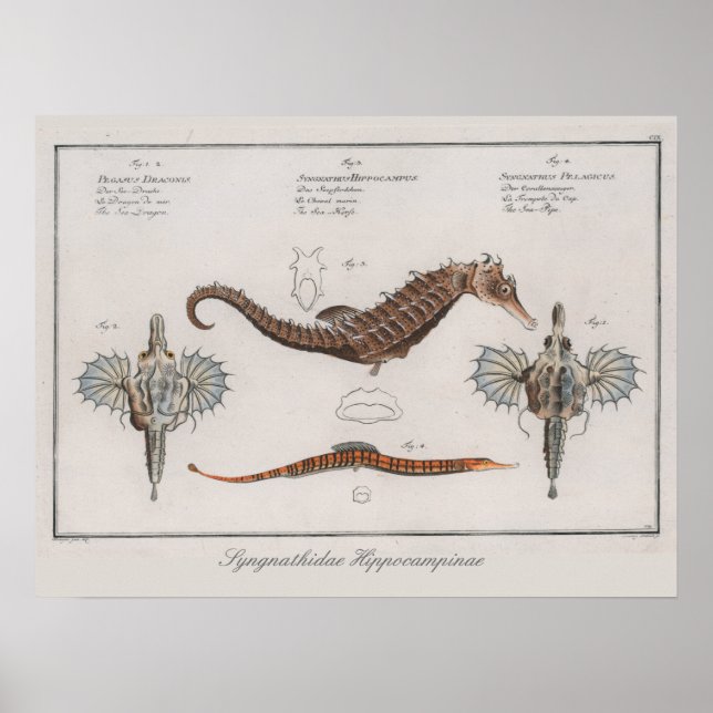 Retro Vintage Zoological Seahorse Teckning Poster (Framsidan)