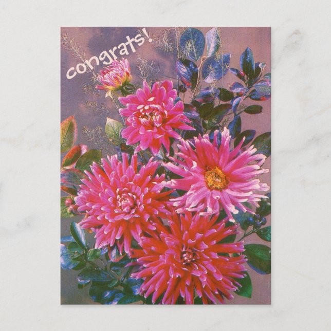 Retro vykort bukett av rosa georginer (Framsida)