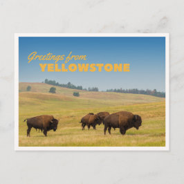 Retro Yellowstone Greetings Bison Grazing Blank Vykort