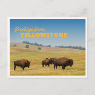 Retro Yellowstone Hälsningar Bison Betar Filten Vykort