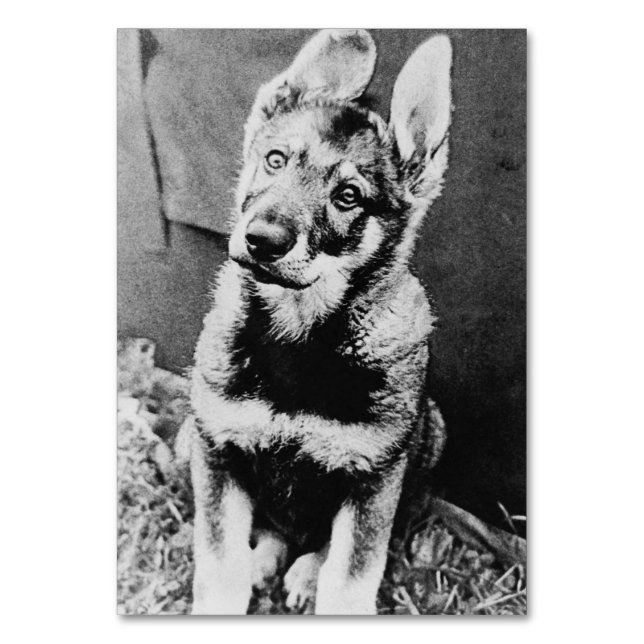 Retrofoto av hemmade hund bordsnummer (Framsidan)