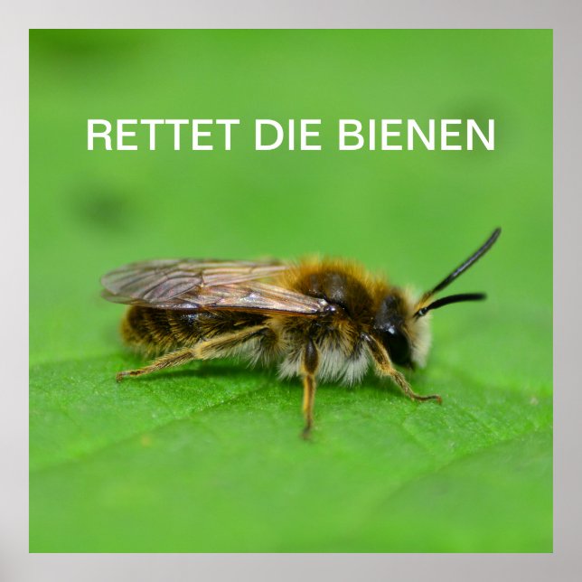 Rettet die Bienen Poster (Framsidan)