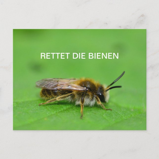 Rettet die Bienen Vykort (Framsida)