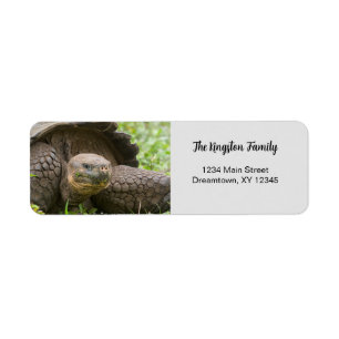 Returadress för personlig av Giant Turtle-foto Etikett