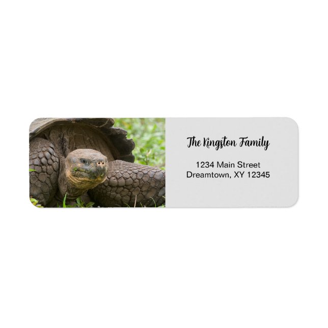 Returadress för personlig av Giant Turtle-foto Returadress Etikett (Framsidan)