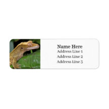 Returadressen Crested Gecko Lizard