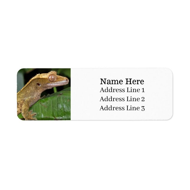 Returadressen Crested Gecko Lizard Returadress Etikett (Framsidan)