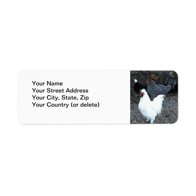 Returadressetikett: Chickens Returadress Etikett (Framsidan)