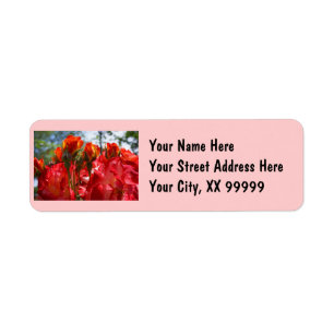 Returadressetiketter Rosa Röda Rosor Blommor anpas Returadress Etikett