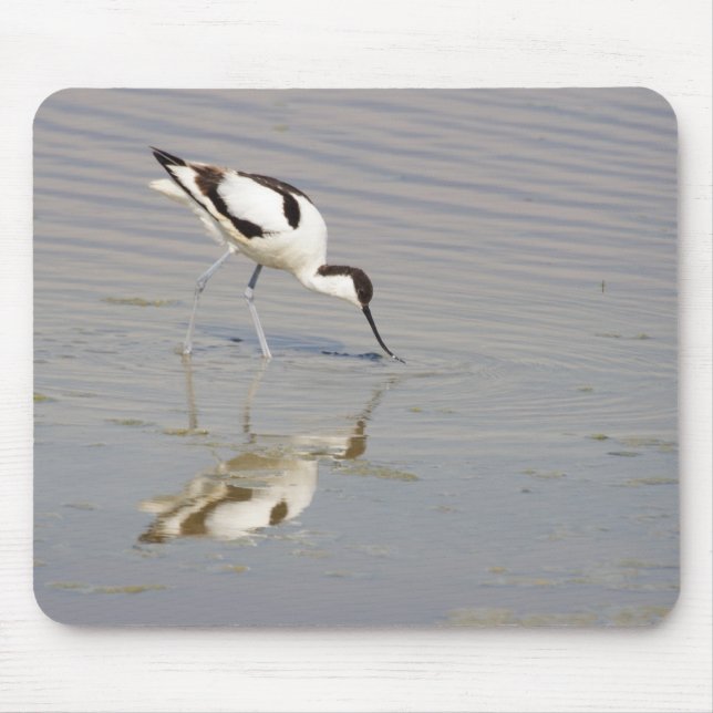 Reurvirostra avosetta musmatta (Framsidan)