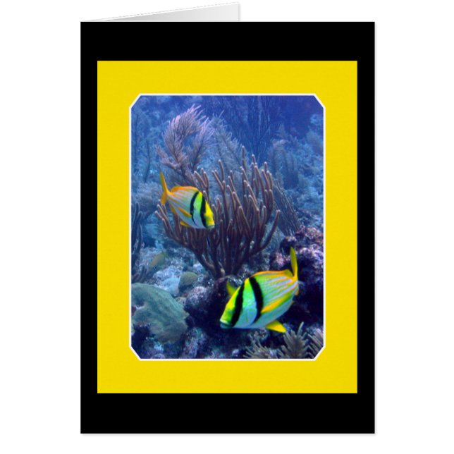Rev - Ambergise Caye - Belize OBS Kort (Framsidan)