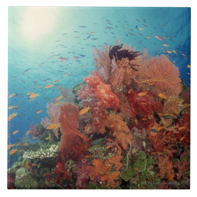 Reva sceniskt av hårda koraller, mjuka koraller 2 kakelplatta (Framsidan)