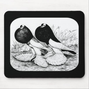 Reversewing Pouter Pigeons Musmatta