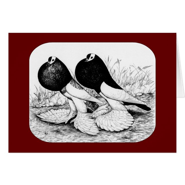 Reversewing Pouter Pigeons OBS Kort (Framsidan Horizontal)