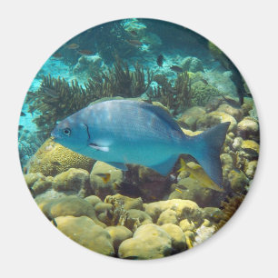 Revfisk Magnet