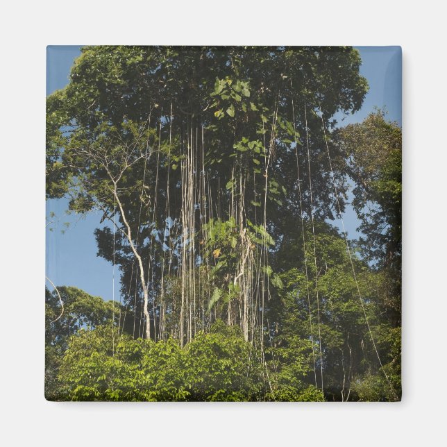 Rewa flodkant Regnskog Guyana Magnet (Framsidan)