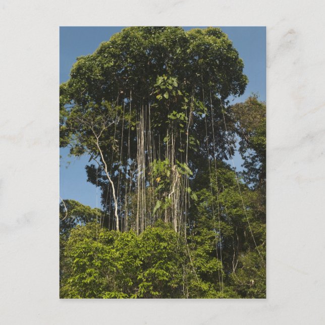 Rewa River kant Rainforest Guyana Vykort (Framsida)