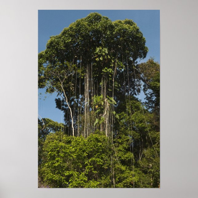 Rewaflodens kant Regnskog Guyana Poster (Framsidan)