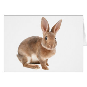 Rex Rabbit Hälsningskort