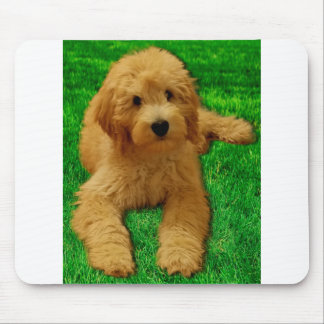 Rex The Goldendoodle Musmatta