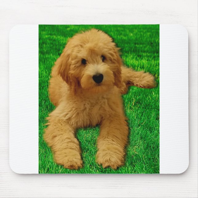 Rex The Goldendoodle Musmatta (Framsidan)