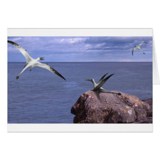 Rhamphorhynchus tomt kort