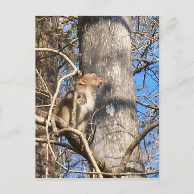 rhesus macaque apa tittar upp vykort (Framsida)