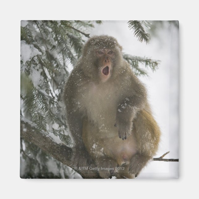 Rhesus Macaque-apan (Macaca mulatta) sitta Magnet (Framsidan)