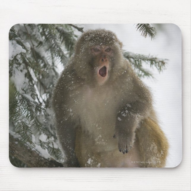Rhesus Macaque-apan (Macaca mulatta) sitta Musmatta (Framsidan)