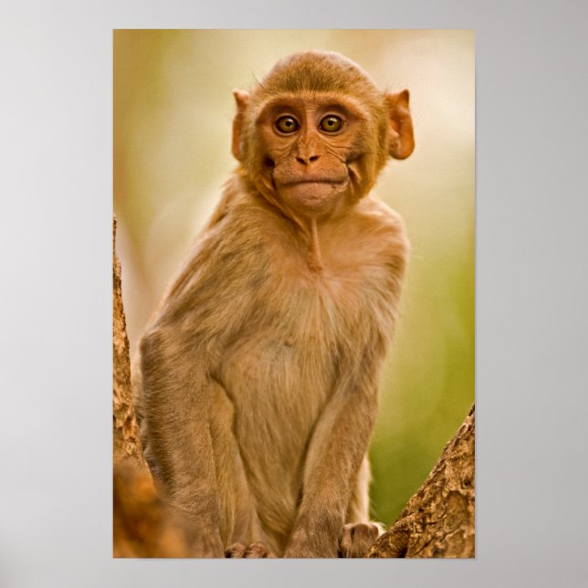 Rhesus Macaque Baby (Macaca Mulatta) | In Sariska Poster (Framsidan)