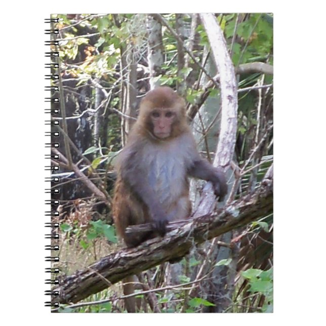 rhesus macaque monkey anteckningsbok med spiral (Framsidan)