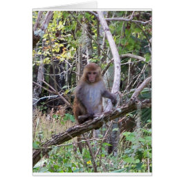 rhesus macaque monkey hälsningskort