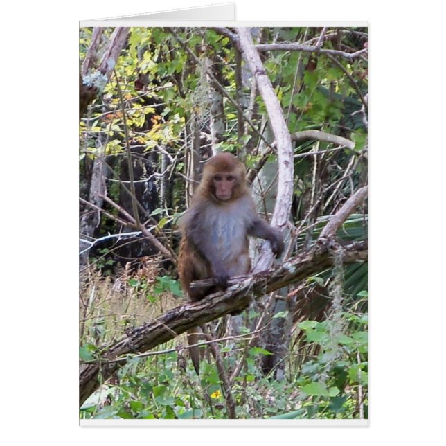 rhesus macaque monkey hälsningskort (Framsidan)