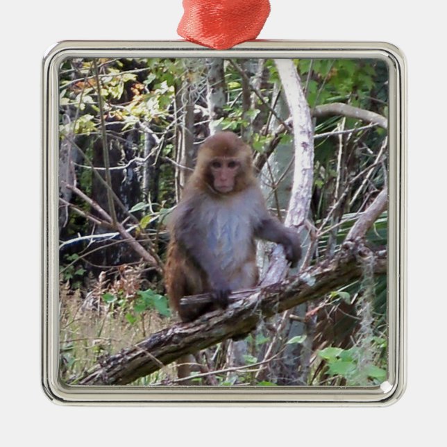 rhesus macaque monkey julgransprydnad metall (Framsidan)