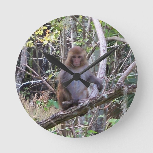 rhesus macaque monkey rund klocka (Framsida)