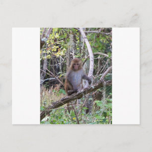 rhesus macaque monkey vykort