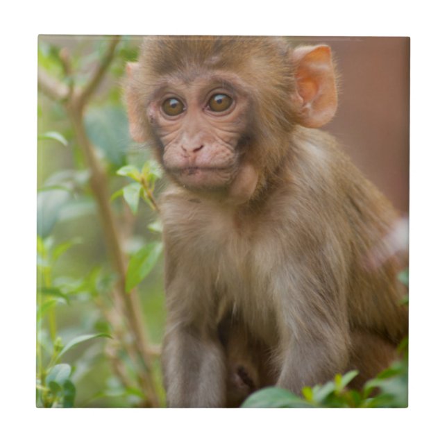 Rhesus Monkey Baby, Monkey Temple, Jaipur Kakelplatta (Framsidan)