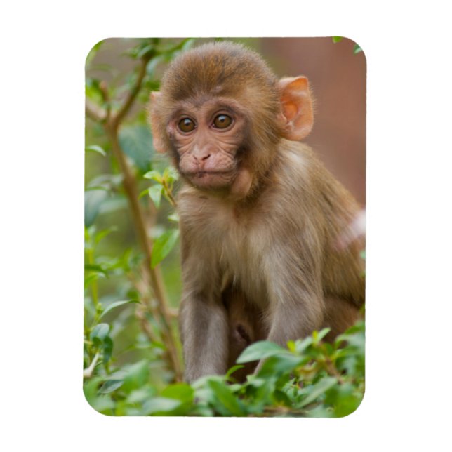 Rhesus Monkey Baby, Monkey Temple, Jaipur Magnet (Vertikal)