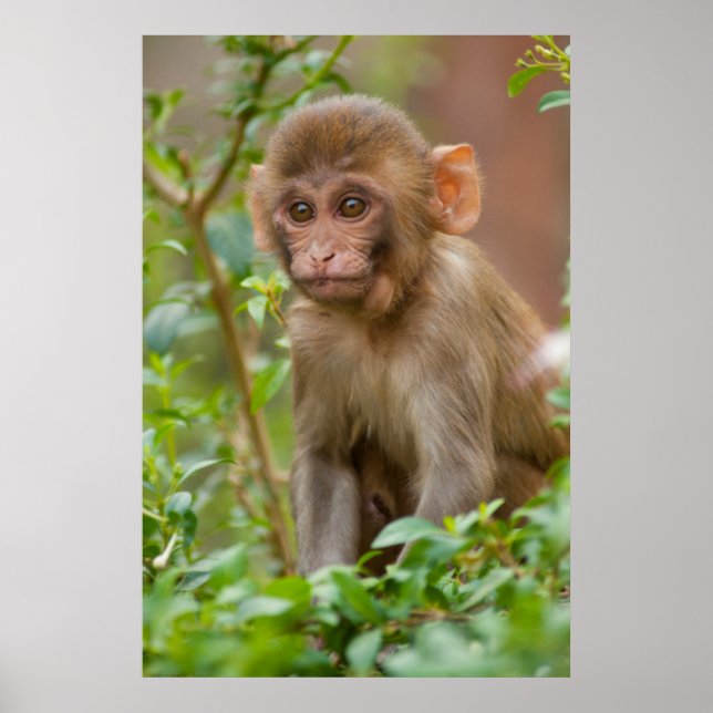 Rhesus Monkey Baby, Monkey Temple, Jaipur Poster (Framsidan)