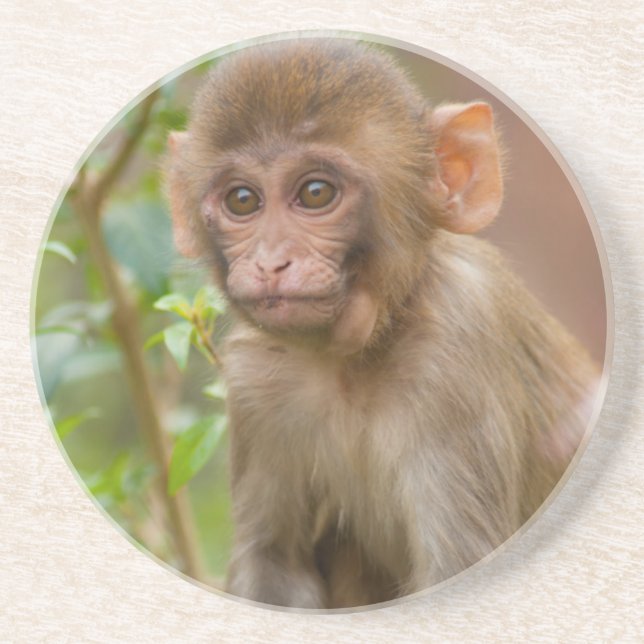 Rhesus Monkey Baby, Monkey Temple, Jaipur Underlägg (Framsidan)
