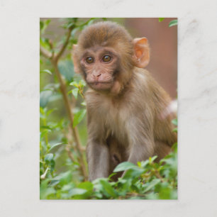 Rhesus Monkey Baby, Monkey Temple, Jaipur Vykort
