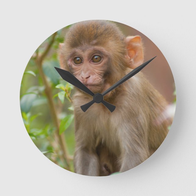 Rhesusapaapababy, apatempel, Jaipur Rund Klocka (Framsida)