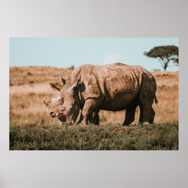 RHINO ÄR I AFRIKA GRAZING POSTER (Framsidan)