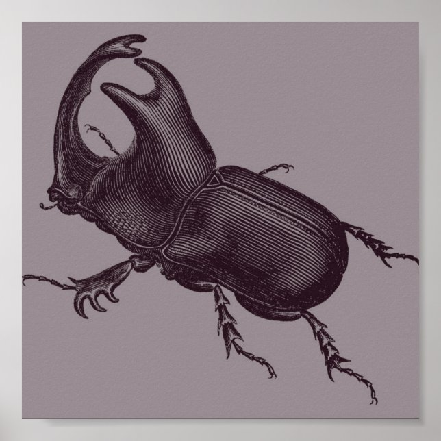 Rhino Beetle, Scarabeus Chorinaeus Poster (Framsidan)