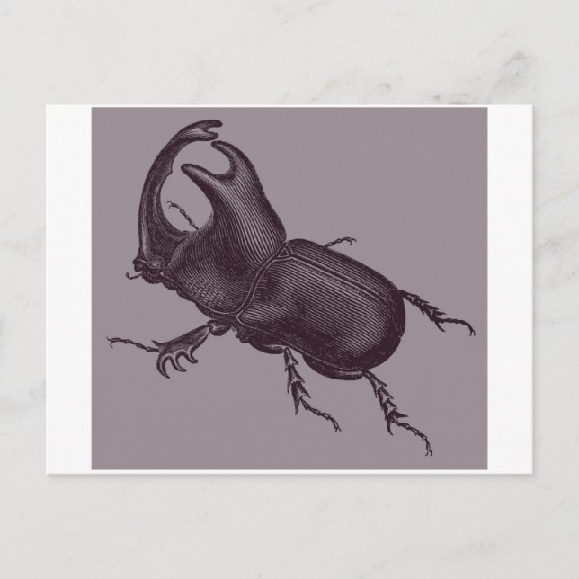 Rhino Beetle, Scarabeus Chorinaeus Vykort (Framsida)