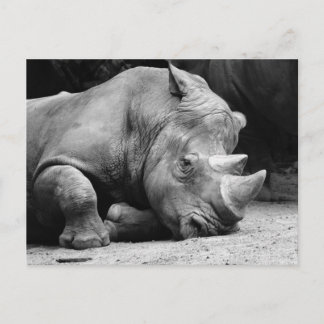 Rhino Black and White Vykort