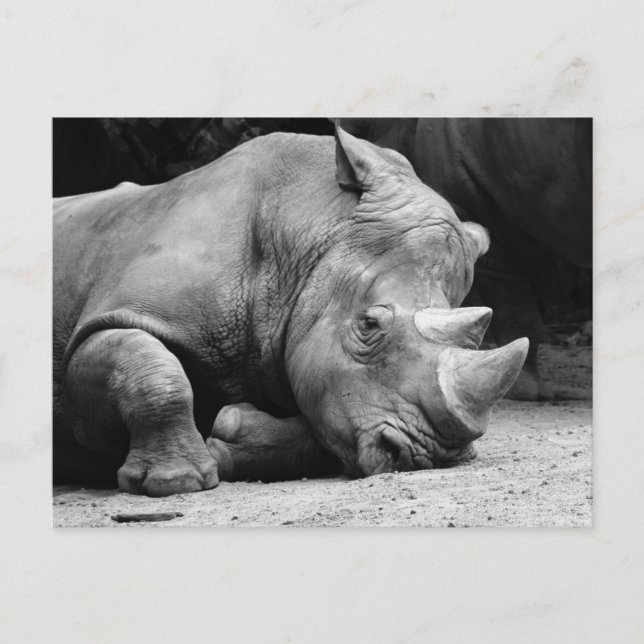 Rhino Black and White Vykort (Framsida)